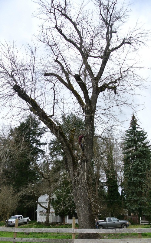Salvaging a 30,000 pound 150 Year Old Walnut Tree