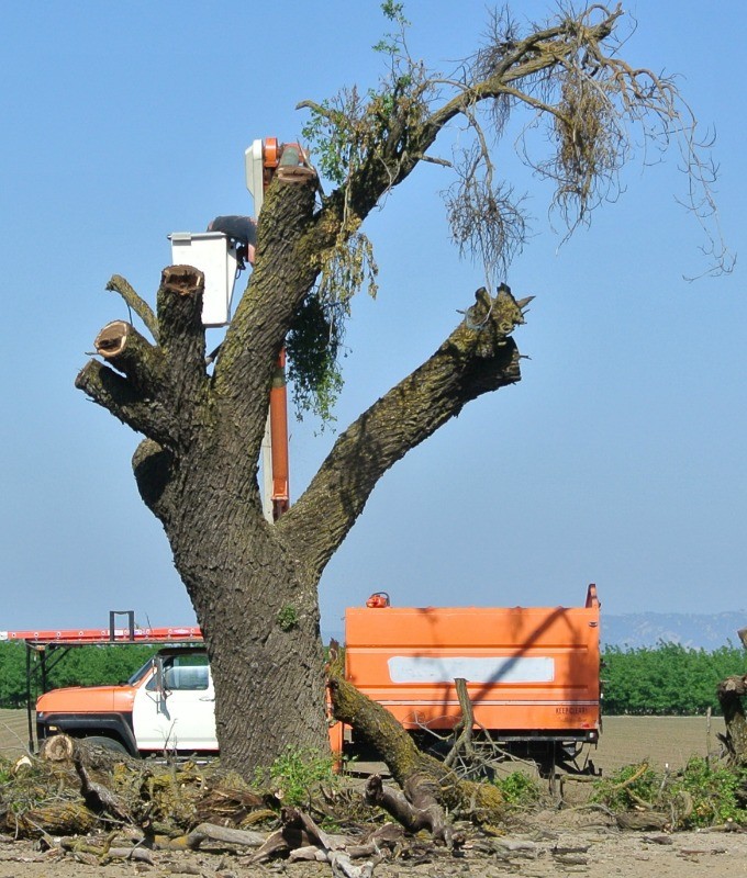 Removing a Large Dead Walnut Tree 49″ wide by 10′ tall