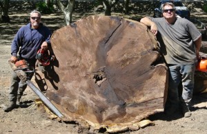 walnut salvage huge log-3