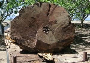 walnut salvage huge log-4