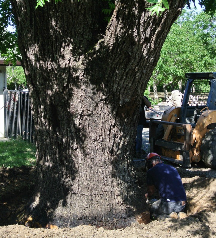 Salvaging a Large Walnut Tree from the Fireplace