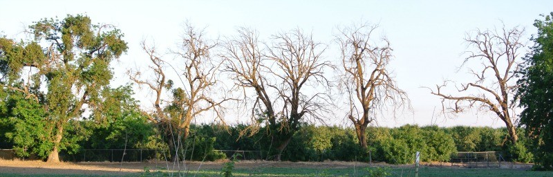 Salvaging Dying Walnut Trees from a Northern CA Church