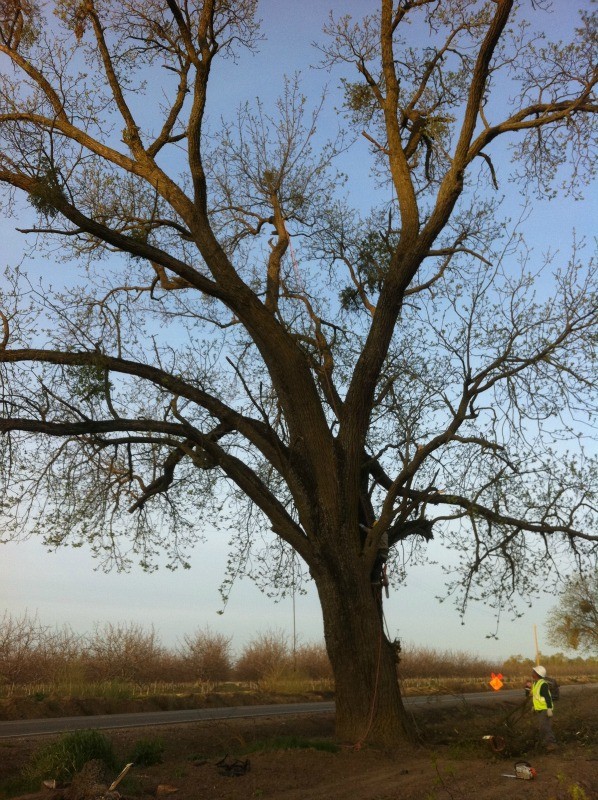 Hunski Hardwoods Reclaims 3 Large Walnut Trees
