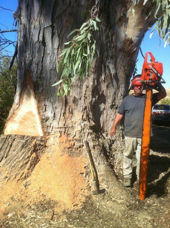 Harvesting a Huge 120′ Tall by 20′ Around Red Gum Eucalyptus Tree