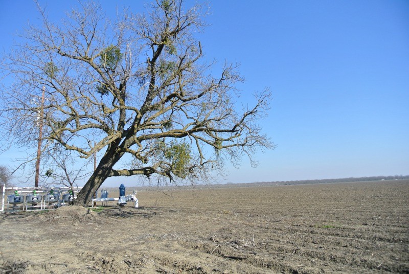 Salvaging a Severely Leaning Figured California Black Walnut Tree