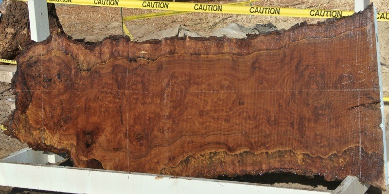 We Just Listed Large Grafted Black and English Walnut Slabs