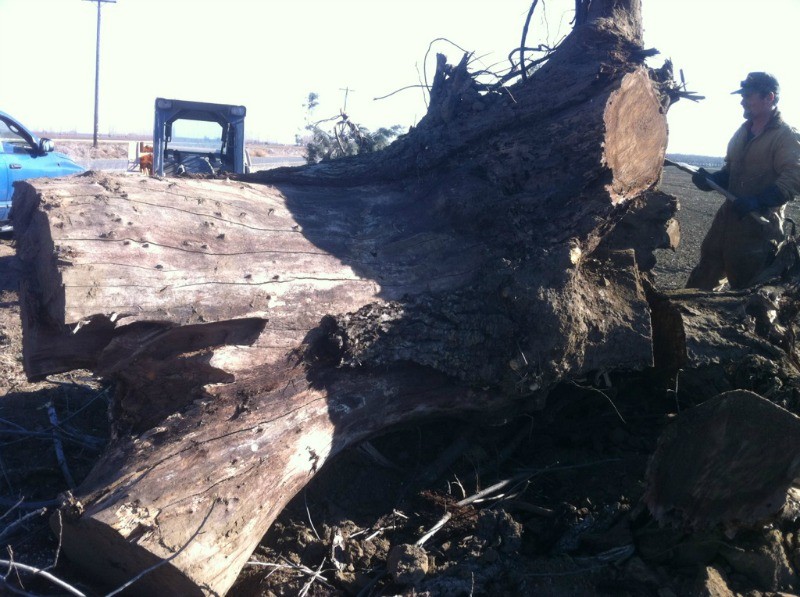 Saving 2 Large Black Walnut Trees from the Chipper