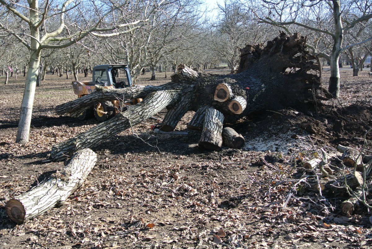 Salvaging Huge Grafted Black and English Walnut Orchard Trees