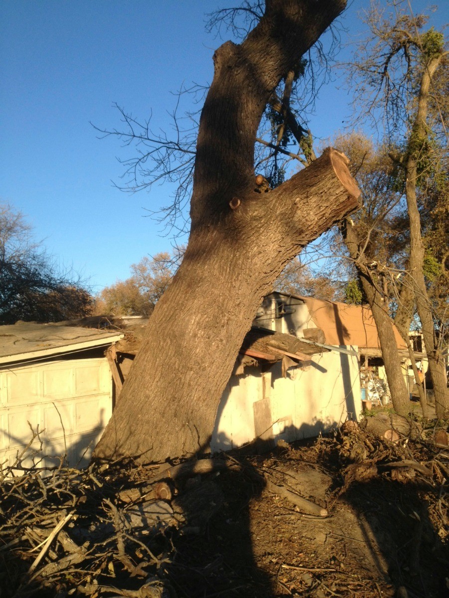 Salvaging a Large California Black Walnut Tree