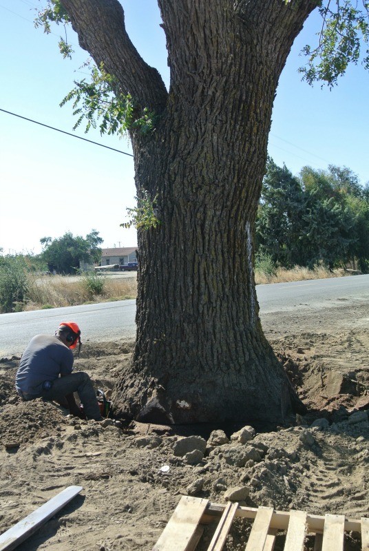 Saving 4 Giant Claro and Black Walnut Trees from the Chipper