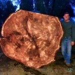 Monster Redwood Log saved