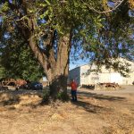 Salvaging a huge California Black Walnut Tree