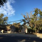 Salvaging a Dead California Claro Walnut Tree