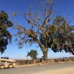 Salvaging a Large Dead Black Walnut Tree in YOLO