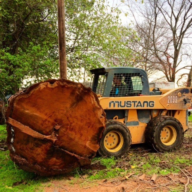 Saving 2 Huge Redwood Trees from the Fireplace