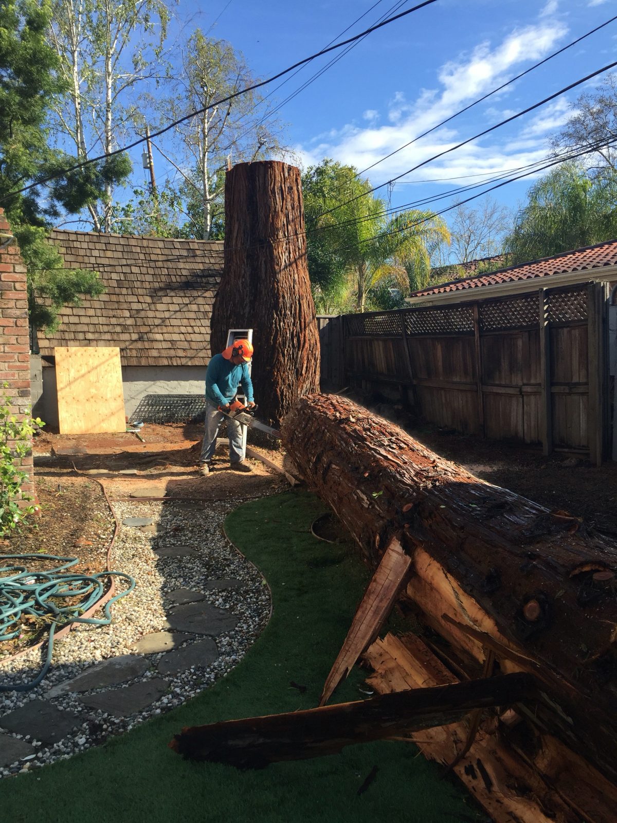 Salvaging a large Redwood tree from the famous Sacramento fab 40’s neighborhood