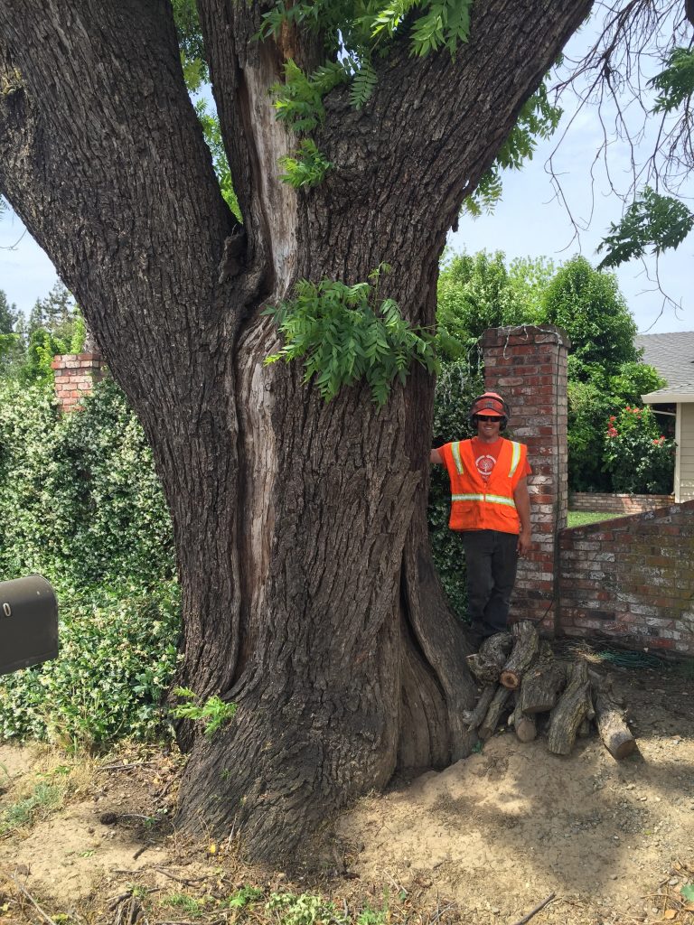 California Hardwoods Salvaging and Reclaiming Urban Woods