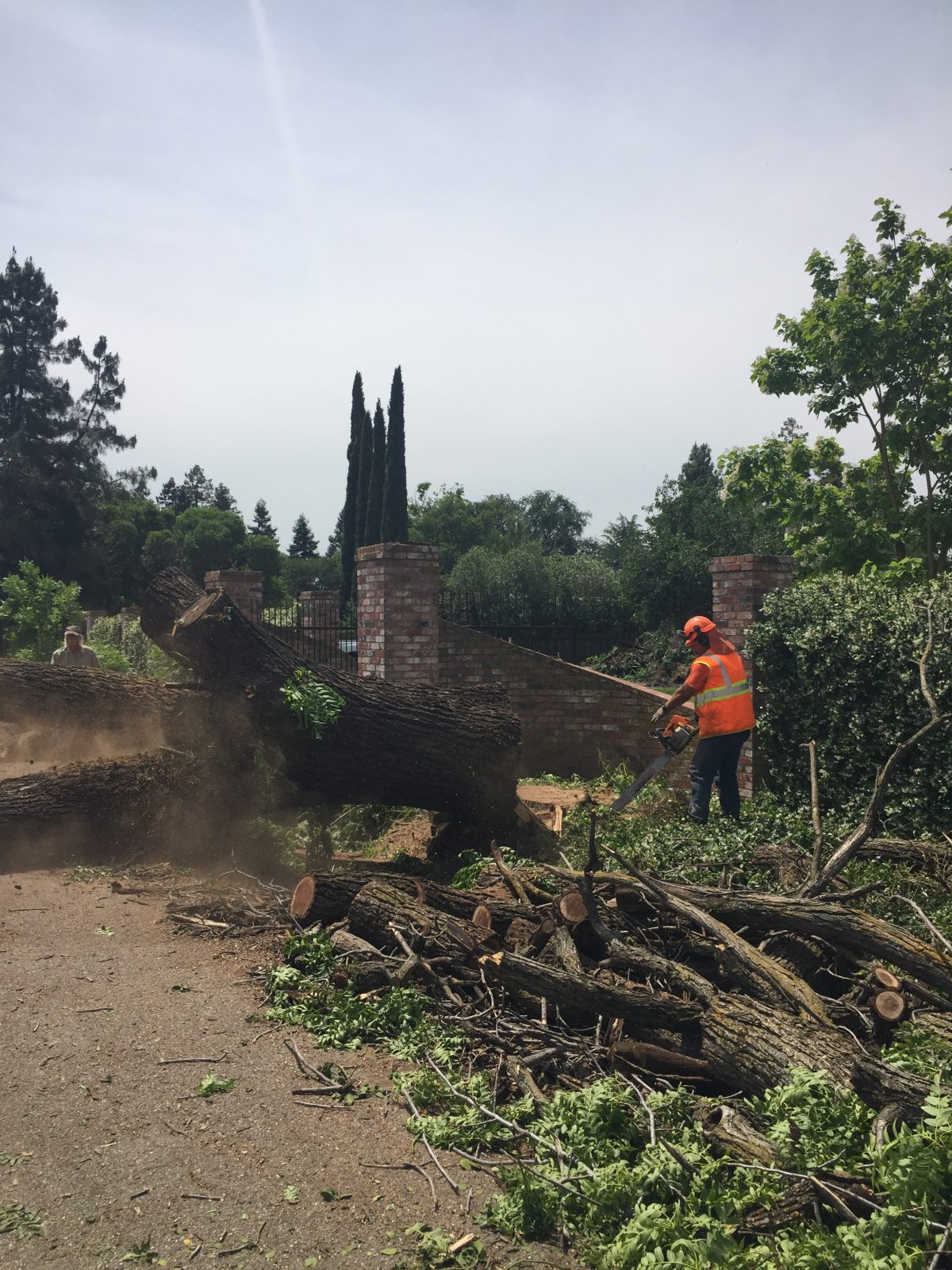 Salvaging 3 dead California Black Walnut Trees