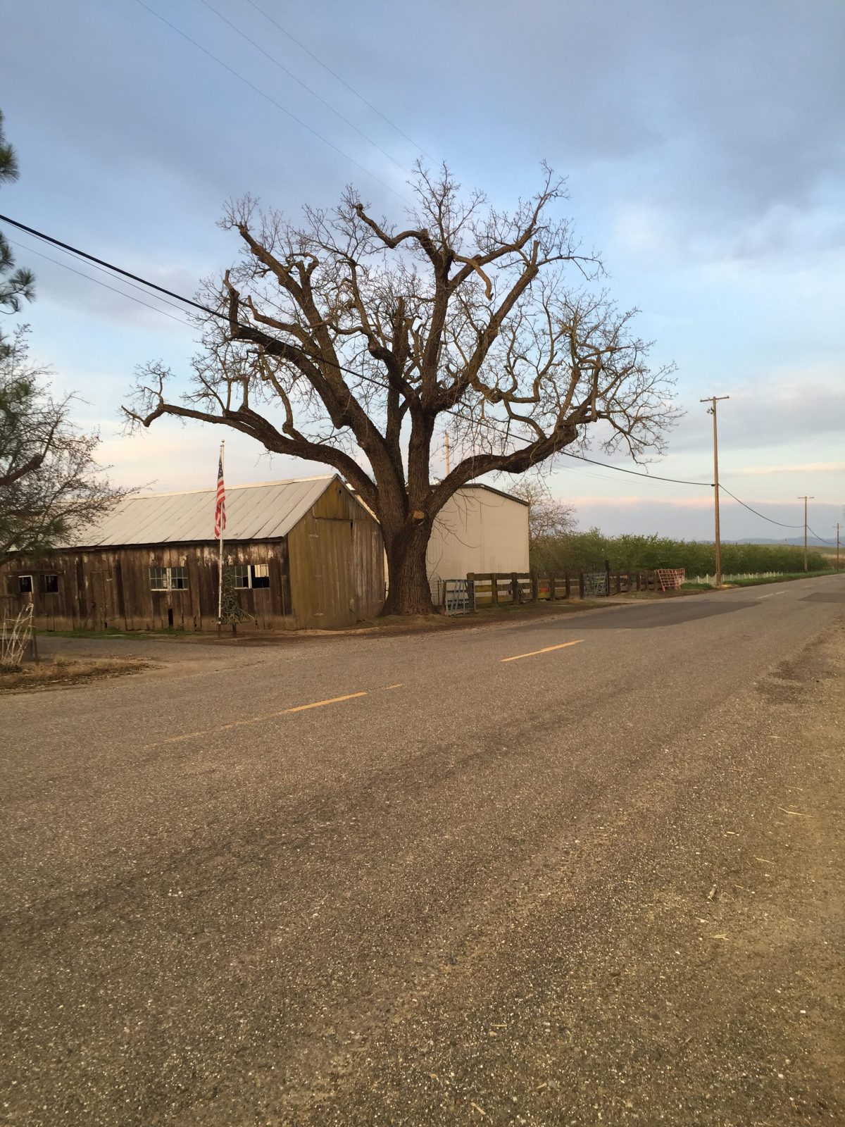 Salvaging Large Claro Walnut Trees from an Old Homestead