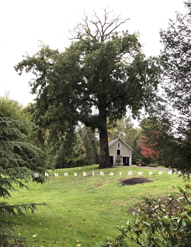 Hunski Salvages the Worlds Largest Straight Claro Black Walnut Tree Salvaging and Reclaiming