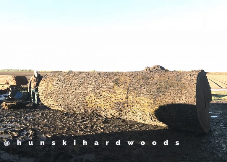 Hunski Salvages the Worlds Largest Straight Claro Black Walnut Tree Salvaging and Reclaiming