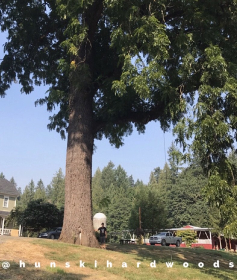 Hunski Salvages the Worlds Largest Straight Claro Black Walnut Tree Salvaging and Reclaiming