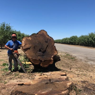 Salvaging a row of Huge Dead and Dying Claro Walnut Trees