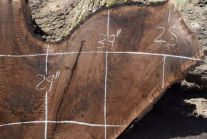 35350 Highly Figured Claro Walnut Crotch Slab 80”x40”-29”x3 1/8” - Image 3