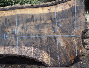 35399 Figured Bastogne Walnut Slab 113"x57"-40"x3 3/8" July 2021 - Image 3