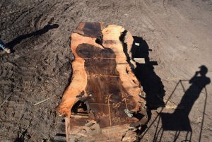 35951 Figured Bastogne Walnut Slab 113"-77"x50"-42"3 3/8" Sept 2022