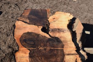 35951 Figured Bastogne Walnut Slab 113"-77"x50"-42"3 3/8" Sept 2022 - Image 2