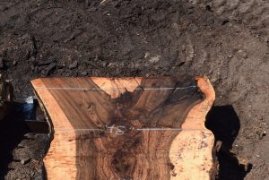 35955 Beautiful Bastogne Walnut Slab 83"x61"-45"x3 3/8" Sept 2022 - Image 2