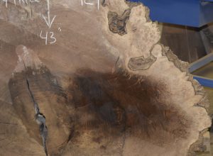 HROUND-129 Claro Walnut Burl Cookie Slab 50"x43"x2 3/4" - Image 2
