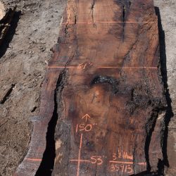 35913 Large Claro Walnut Slab 150”x61”-53”x3 1/2” July 2022