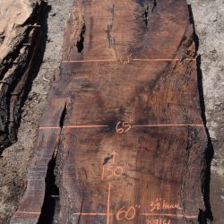 35914 Claro Walnut Slab 150”X65”-60”x3 1/2” July 2022