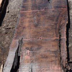 35918 Claro Walnut Slab 149”X64”-58”x3 1/4” July 2022