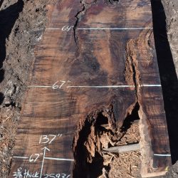 35936 Claro Walnut Slab 137”x67”-58”x3 3/8” July 2022