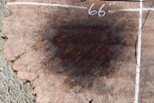 HROUND-155 Thick Claro Walnut Burl Round 66”x57”x6” - Image 5