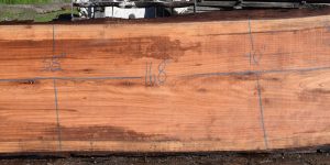 36176 Redwood Slab 168”x40”-37”x2 7/8” Feb 2025 - Image 3