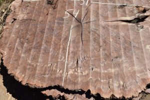 HROUND-157 Claro Walnut Burl Round 54”x51”x2 3/4” - Image 3
