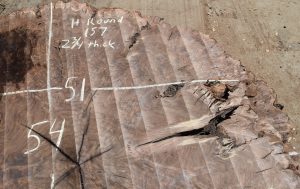 HROUND-157 Claro Walnut Burl Round 54”x51”x2 3/4” - Image 4