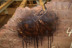 HROUND-159 Claro Walnut Burl Round 50”x49”x2 5/8” - Image 4