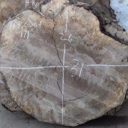 HROUND-171 Bastogne Walnut Burl Round Cookie Slab