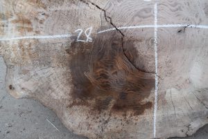 HROUND-172 Bastogne Walnut Burl Round Cookie Slab - Image 4