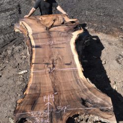 35975 Large Grafted English Claro Orchard Slab 144”x59”-37”x3 3/8”