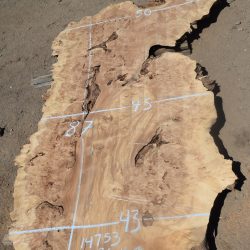 14753 Super Cottonwood Burl Slab 87”x50”-43”x2 3/8”