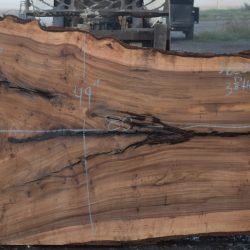 36225 Siberian Elm Slab 80"x55"-45"x3 3/8" April 2025
