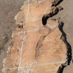 14754 Super Cottonwood Burl Slab 98”x47”-27”x3 1/4”