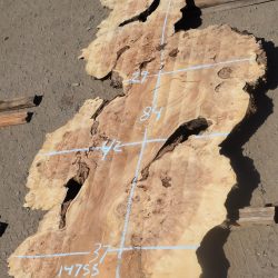 14755 Super Cottonwood Burl Slab 84”x42”-27”x2 1/2”