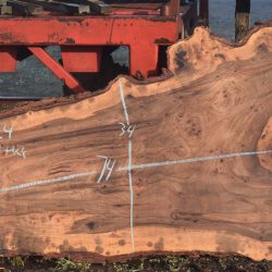 36224 Siberian Elm Slab 74"x49"-25"x3 3/8" April 2025